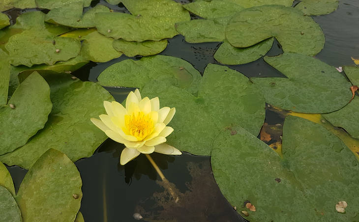 Welcome to Dhamma Pasanna – Vipassana Chile Welcome to Dhamma Pasanna – Vipassana Chile